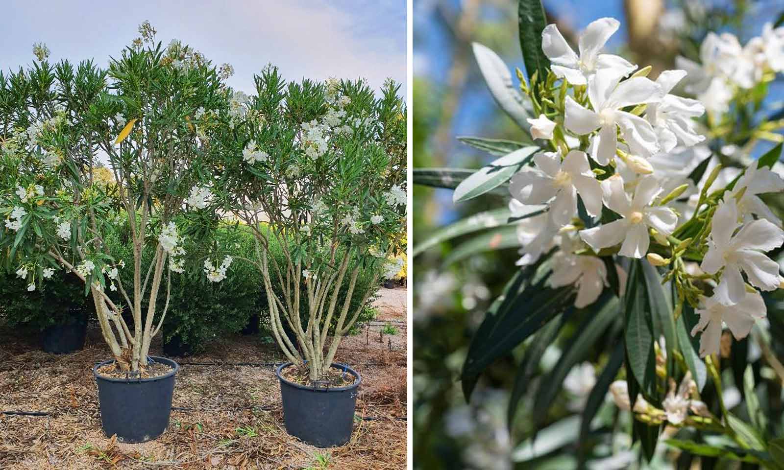Nerium Oleander (East Indian Oleander) – Multi-Stem - Extra - Image 2