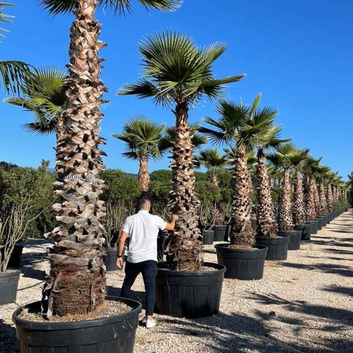 Washingtonia Robusta (Mexican Fan Palm / Skyduster) - Extra