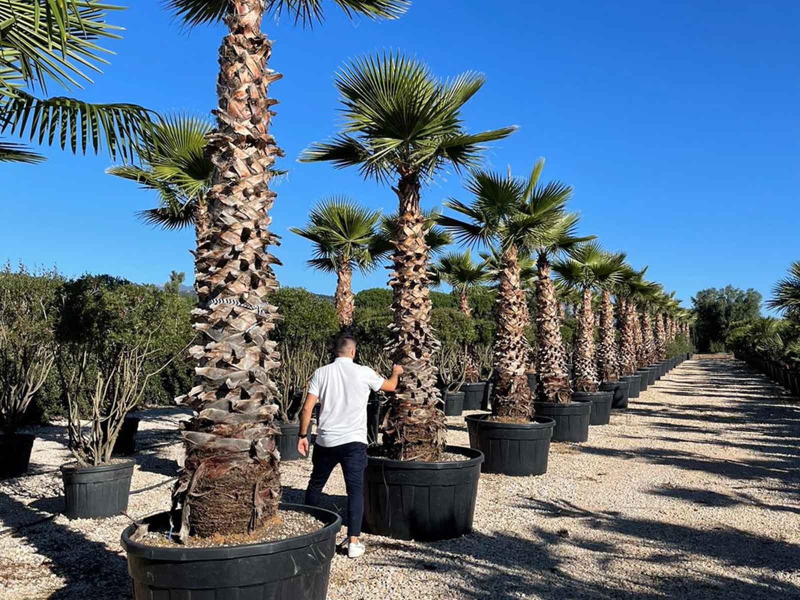 Washingtonia Robusta (Mexican Fan Palm / Skyduster) - Extra