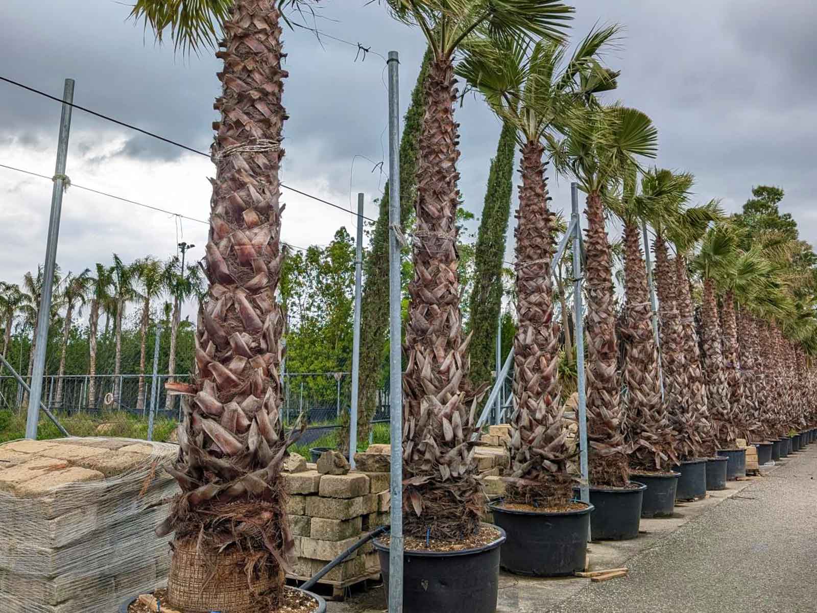 Washingtonia Robusta (Mexican Fan Palm / Skyduster) - Extra - Image 2