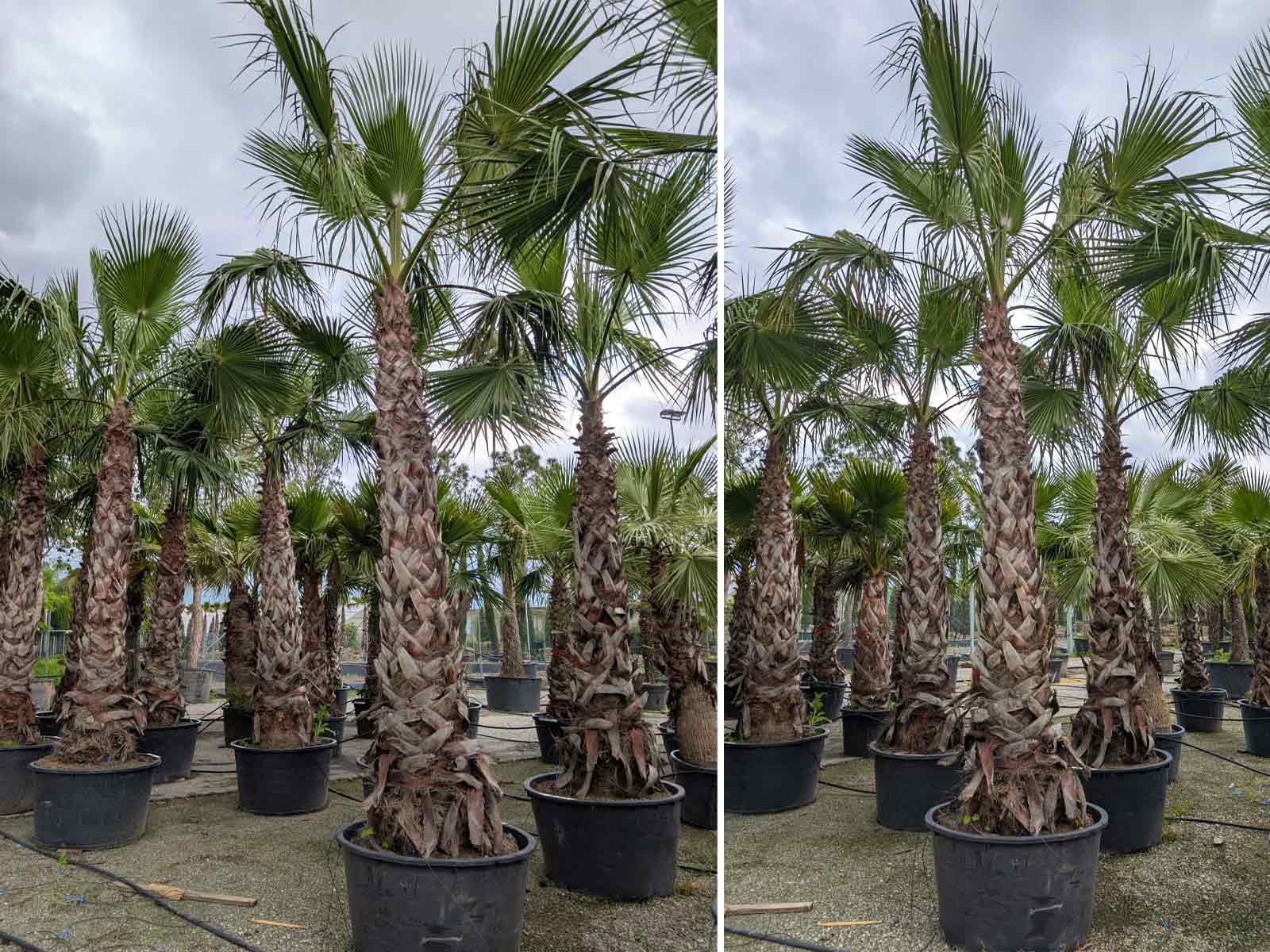 Washingtonia Robusta (Mexican Fan Palm / Skyduster) - Extra - Image 3