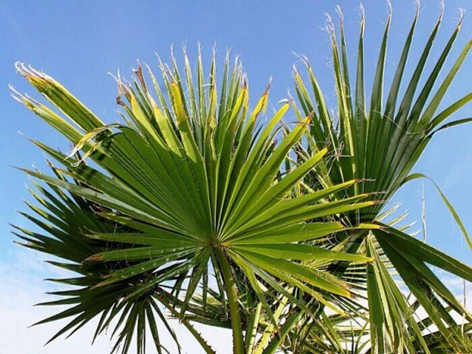 Washingtonia Robusta (Mexican Fan Palm / Skyduster) - Extra - Image 4