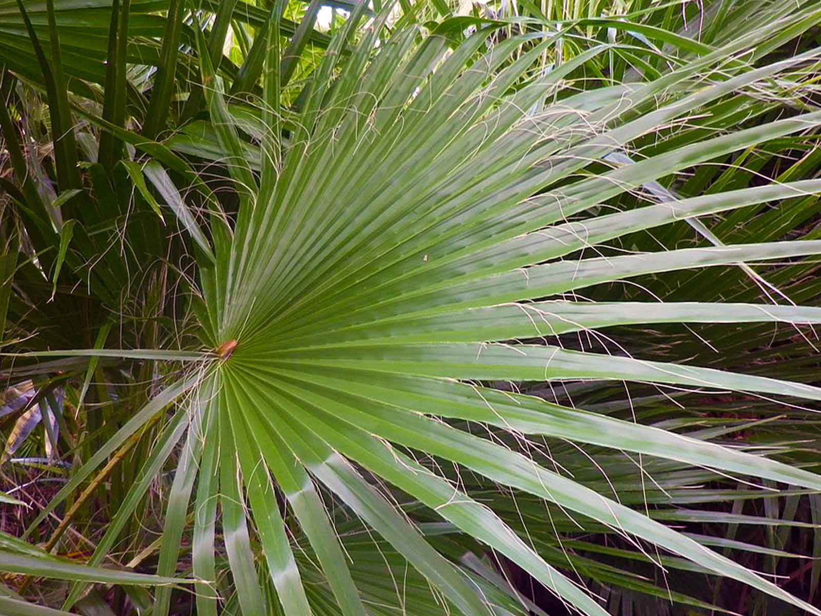 Washingtonia Robusta (Mexican Fan Palm / Skyduster) - Extra - Image 6