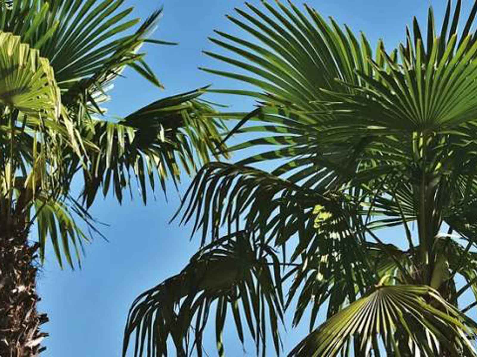 Washingtonia Robusta (Mexican Fan Palm / Skyduster) - Extra - Image 5