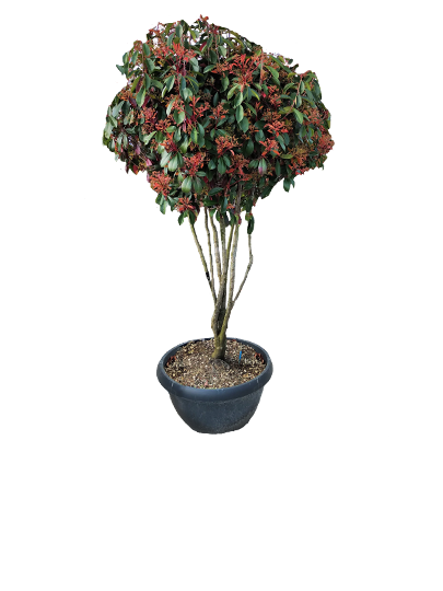 Multi-Stem Trees