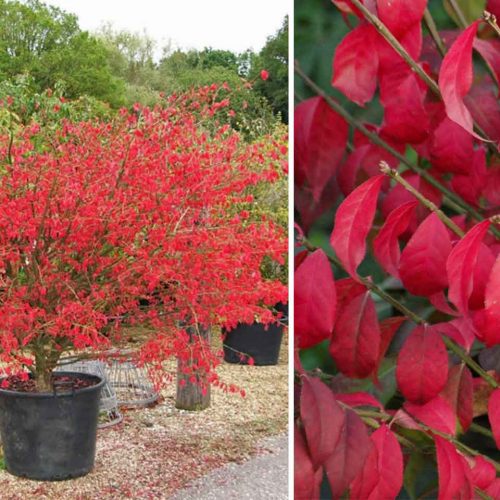 Euonymus Alatus (Winged Spindle) - Shrub