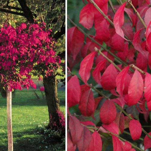 Euonymus Alatus (Winged spindle) - Half Standard