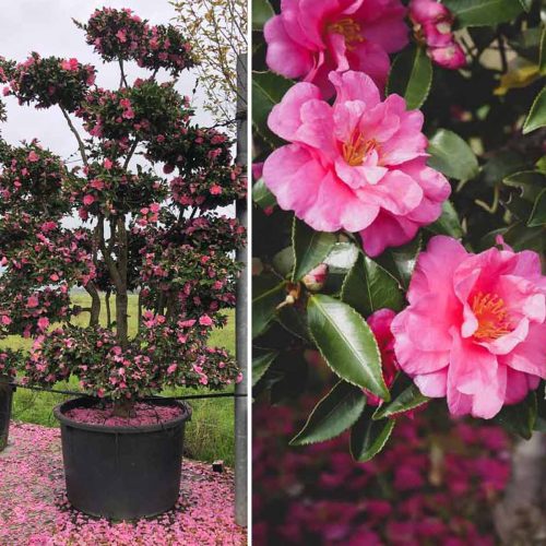 Camellia Sasanqua Bonsai Tree