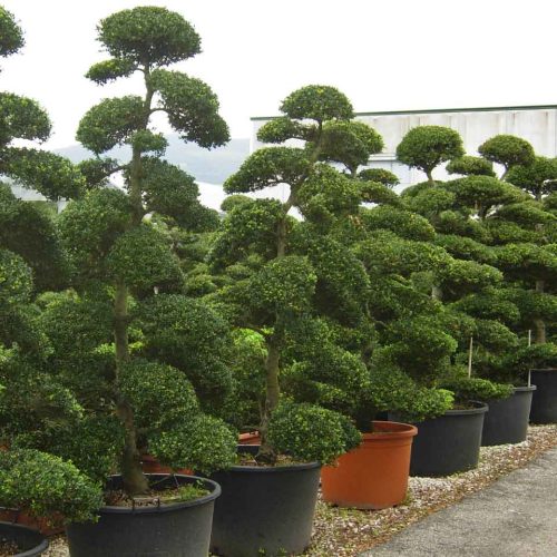 Ilex Crenata Kinme Japanese Style