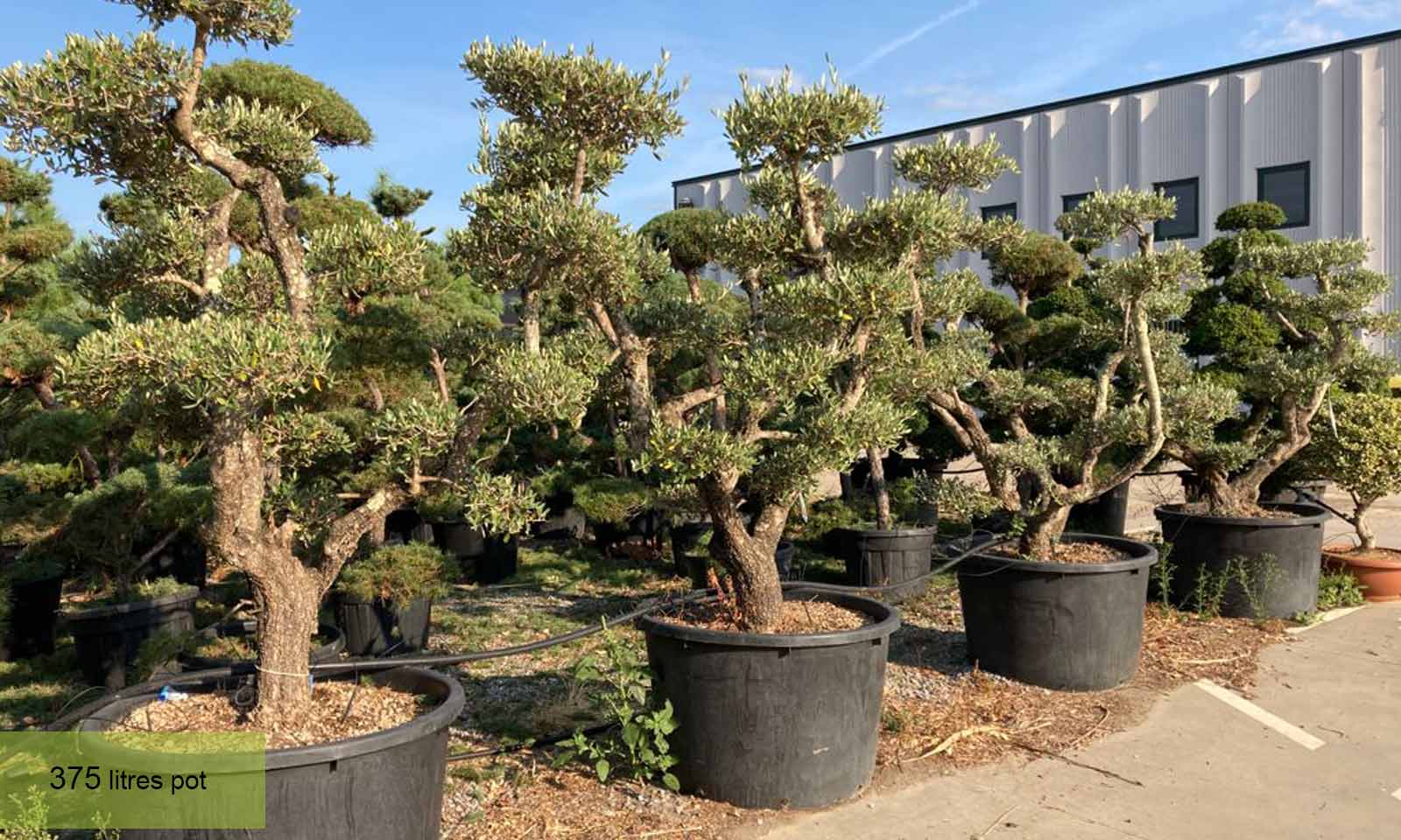 Common Olive Tree (Olea Europea) – Bonsai