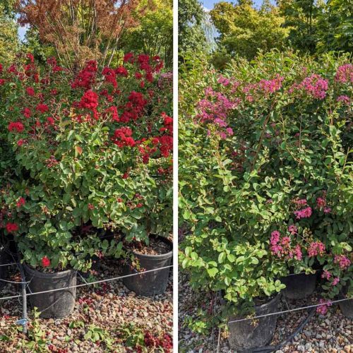 Lagerstroemia Indica (Crape Myrtle) – Shrub