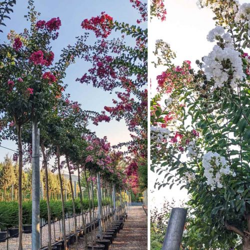 Lagerstroemia Indica (Crape Myrtle) - Standard