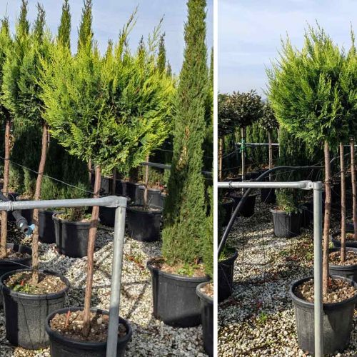 Leyland Cypress ‘Castlewellan Gold’ (Cupressocyparis Leylandii) - Half Standard