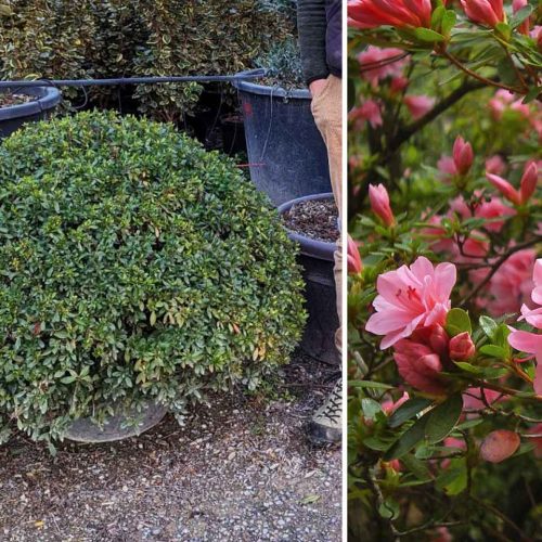Azalea Japonica - Pillow Shape