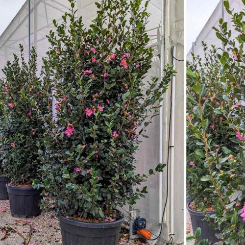 Camellia Sasanqua (Sasanqua Camellia) – Shrub