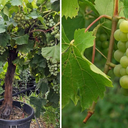 Vitis Vinifera (Grape Tree) – Quarter-Standard