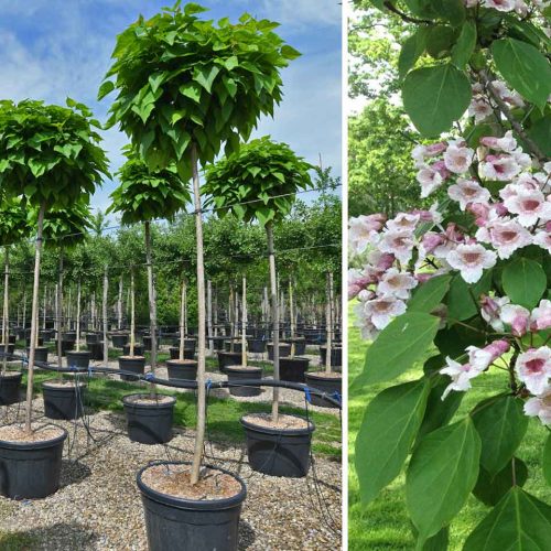 Catalpa Bungei Nana (Dwarf Indian Bean tree) - Standard