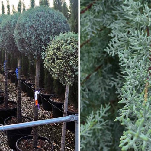 Blue Arizona Cypress (Cupressus Arizonica Fastigiata) - Half-Standard