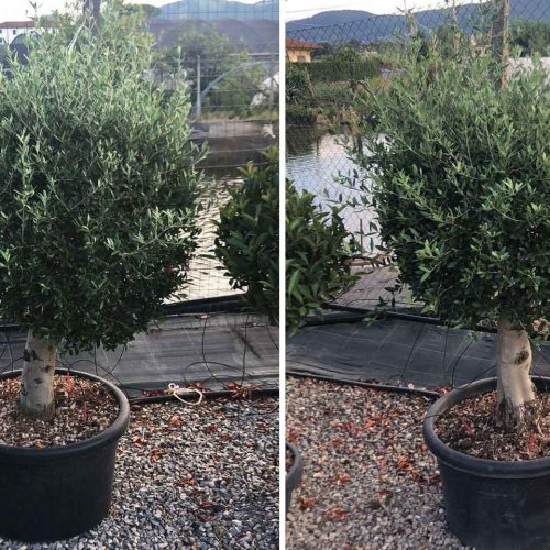 Common Olive Tree (Olea Europea) - Quarter-Standard