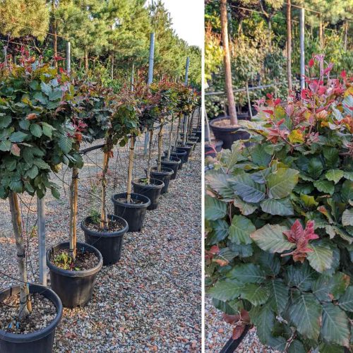 Fagus Sylvatica Atropunicea (European Beech) - Half-Standard