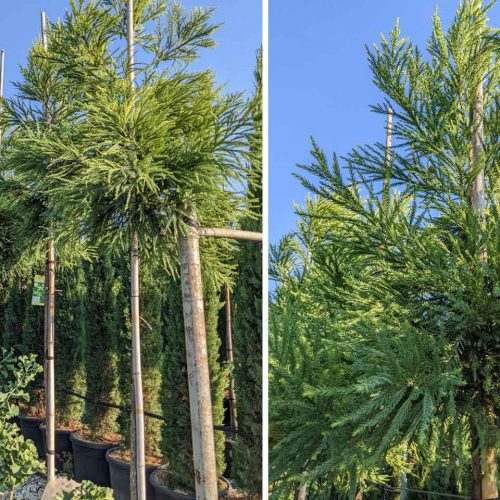 Cryptomeria Japonica (Hungarian Gold) - Standard