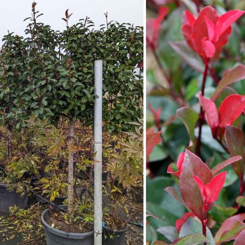 Photinia x Fraseri Red Robin (Christmas Berry Red Robin) – Quarter-Standard Espalier