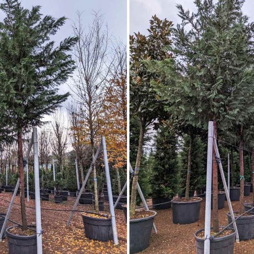 Leyland Cypress (Cupressocyparis Leylandii) – Standard
