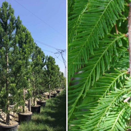Taxodium Distichum (Bald Cypress) - Single trunk