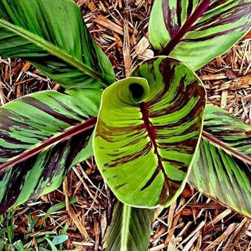 Musa Sikkimensis (Red Tiger)