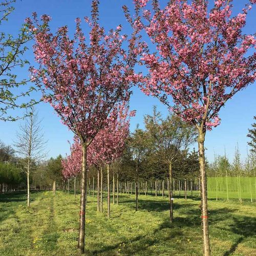 Cherry ‘Kanzan’ (Prunus Serrulata ‘Kanzan’) – Standard