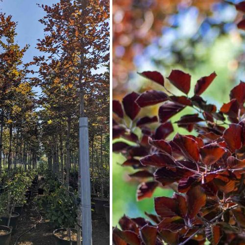 Fagus Sylvatica 'Atropurpurea' (Copper Beech) - Standard