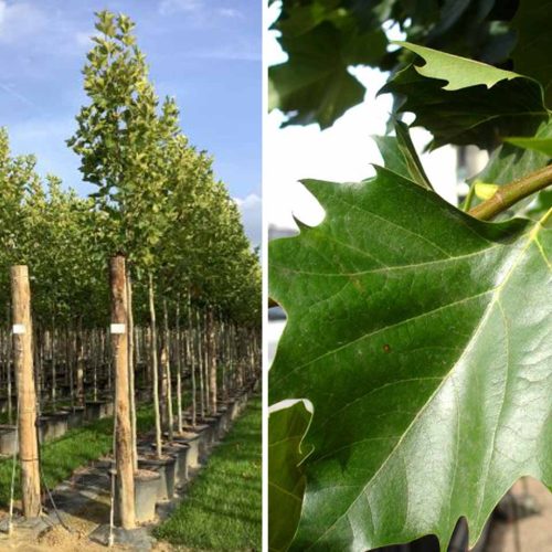 Platanus x Acerifolia (London Plane / London Planetree) – Standard