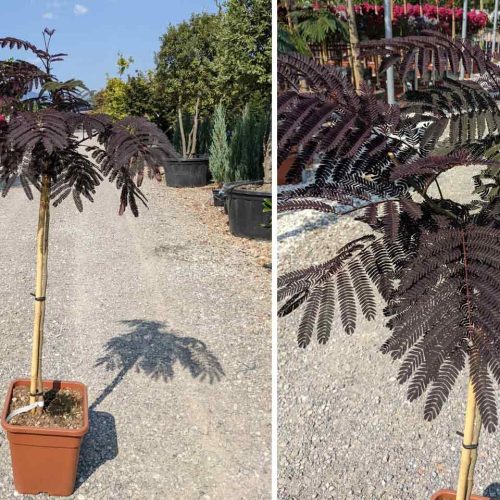 Albizia Julibrissin ‘Summer Chocolate’ (Silk Tree ‘Summer Chocolate’) – Half Standard