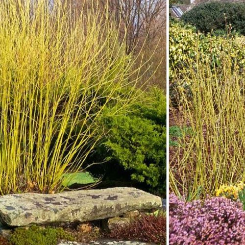 Cornus Stolonifera 'Flaviramea' (Yellow Barked Dogwood) - Shrub