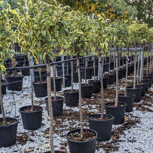 Ligustrum Japonicum Excelsum Superbum – Half Standard