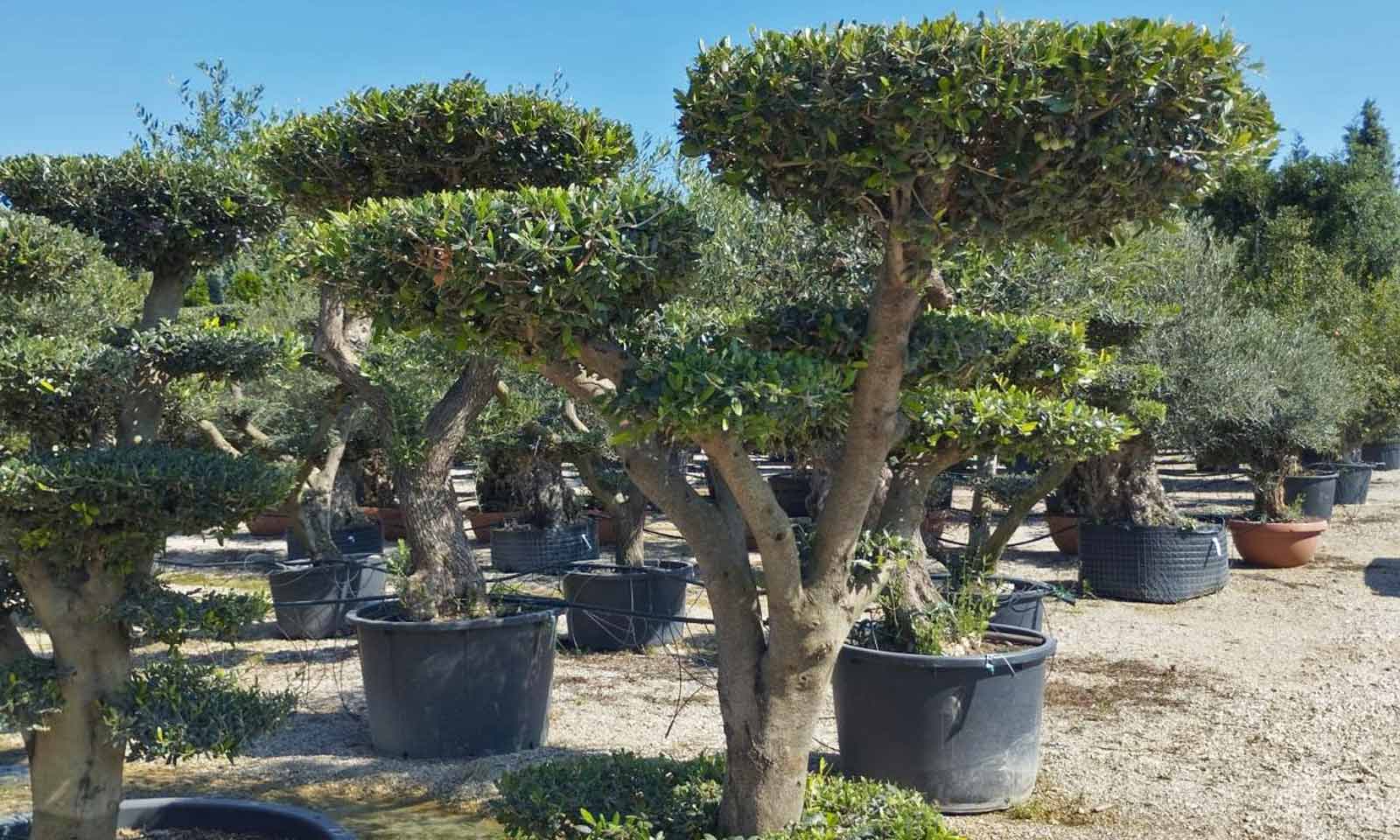 Common Olive Tree (Olea Europea) – Flat Pom Pon