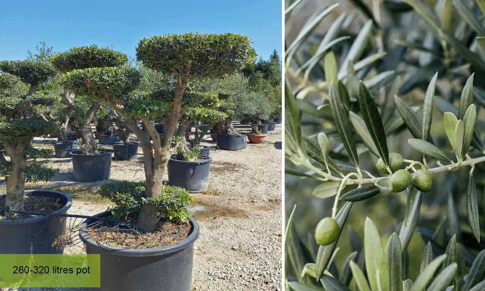Common Olive Tree (Olea Europea) – Flat Pom Pon - Image 2