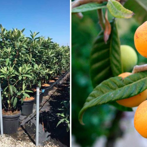 Eriobotrya Japonica (Loquat Tree) – Shrub
