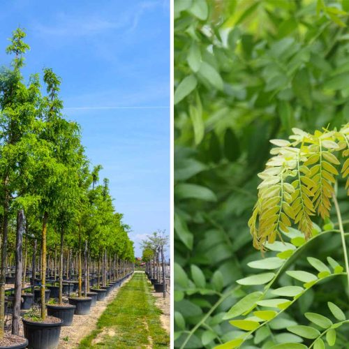 Gleditsia Triacanthos "Skyline" (Honey Locust) - Standard