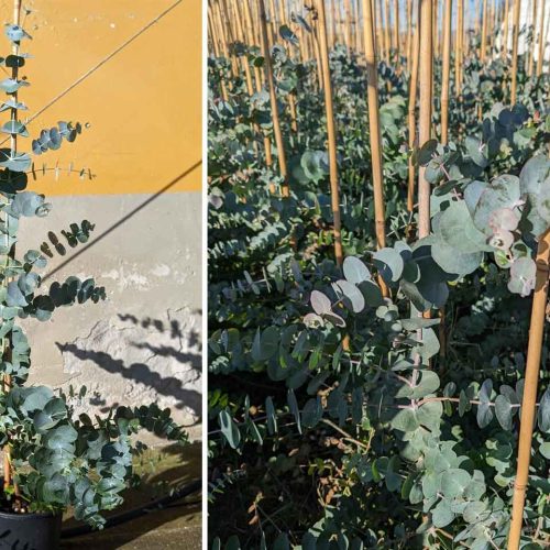 Eucalyptus Pulverulenta 'Baby Blue' (Silver-Leaved Mountain Gum 'Baby Blue') - Shrub
