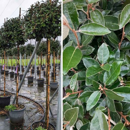 Elaeagnus x Ebbingei (Ebbing's Silverberry) – 3/4 Standard