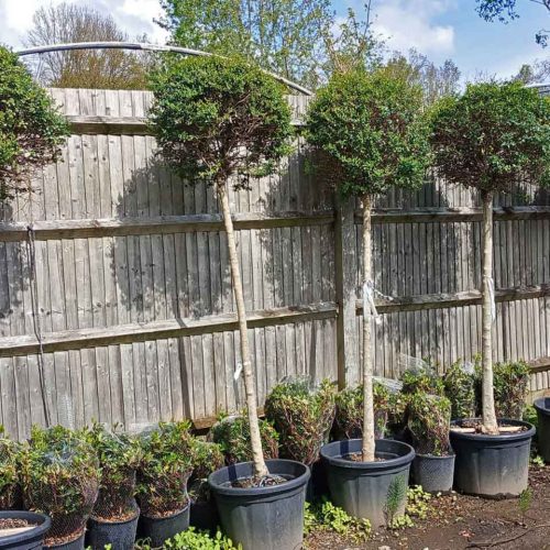 Ligustrum Jonandrum (Lollipop Privet) – Standard Ball 150 cm