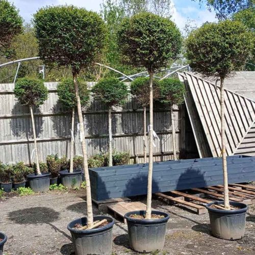 Ligustrum Jonandrum (Lollipop Privet) – Standard Ball 180 cm