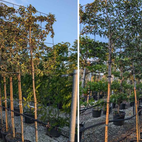 Portuguese Laurel ‘Brenelia’ (Prunus Lusitanica ‘Brenelia’) - 3/4 Standard Espalier