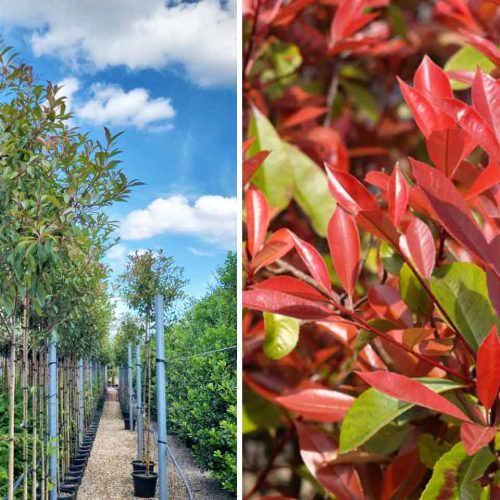 Photinia x Fraseri Red Robin (Christmas Berry Red Robin) – Standard