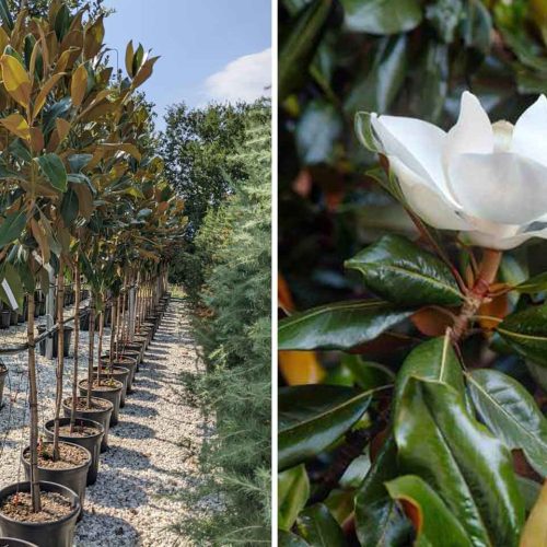 Magnolia Grandiflora Gallisoniensis (Southern Magnolia) - Half Standard