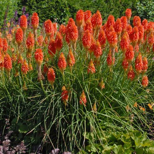Kniphofia Uvaria (Red Hot Poker / Torch Lily)
