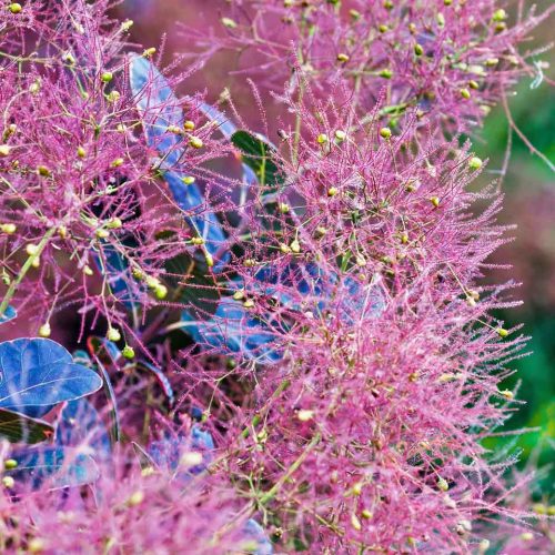 Cotinus Coggygria ‘Royal Purple’ (Smoke Tree ‘Royal Purple’) - Shrub