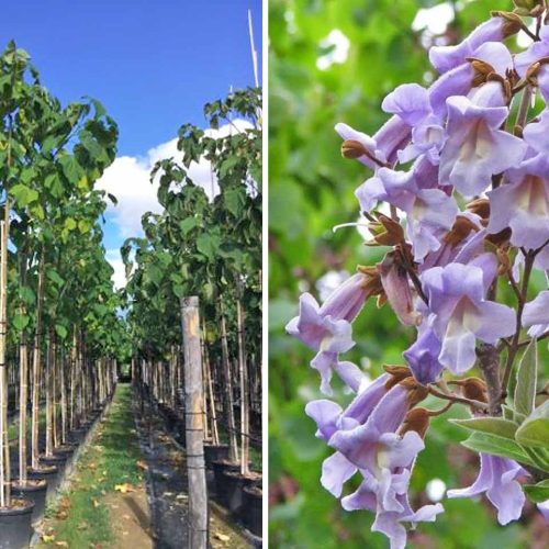 Pawlonia Tomentosa (Empress Tree) - Standard