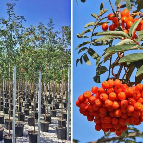 Sorbus 'Aucuparia' (Rowan) - Standard